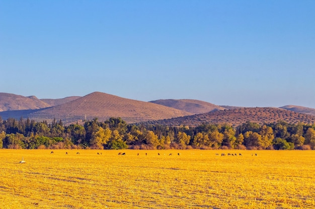 Khám Phá Thế Giới Tay Ga Xe Đạp Điện Nơi Trải Nghiệm Chơi Game Vô Tận