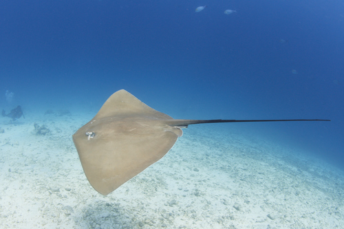 Khám Phá Thế Giới Giải Trí Trực Tuyến Tại Bds Là Gì Hướng Dẫn & Đánh Giá Chi Tiết