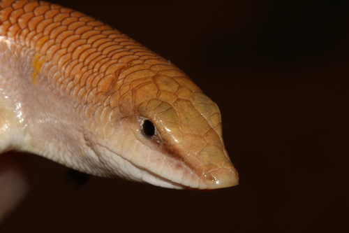 Khám Phá Thế Giới Giải Trí Trực Tuyến Tại Rút Tiền 88Vn Nơi Sắc Màu Và May Mắn Gặp Gỡ